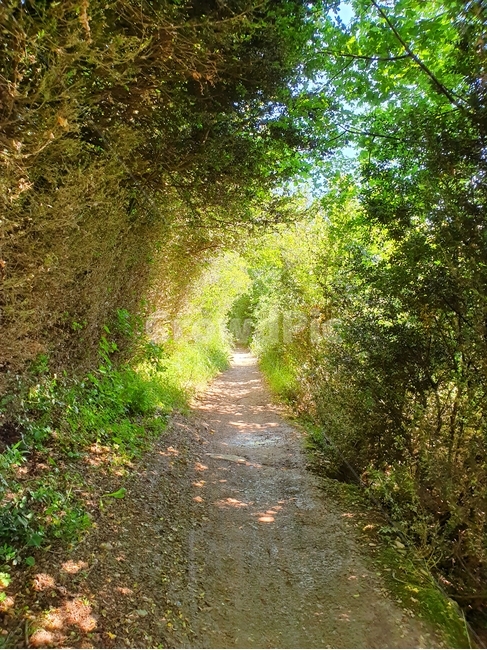 산티아고데콤포스텔라,까미노,오솔길,santiagodecompostella,camino,path