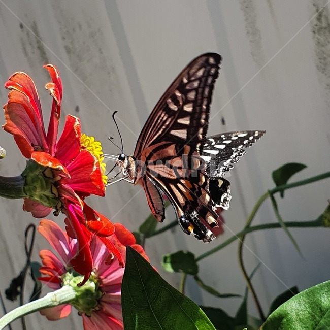 곤충,insect,animal,butterfly,plant,식물,나비,곤충,벌레,insect,bug