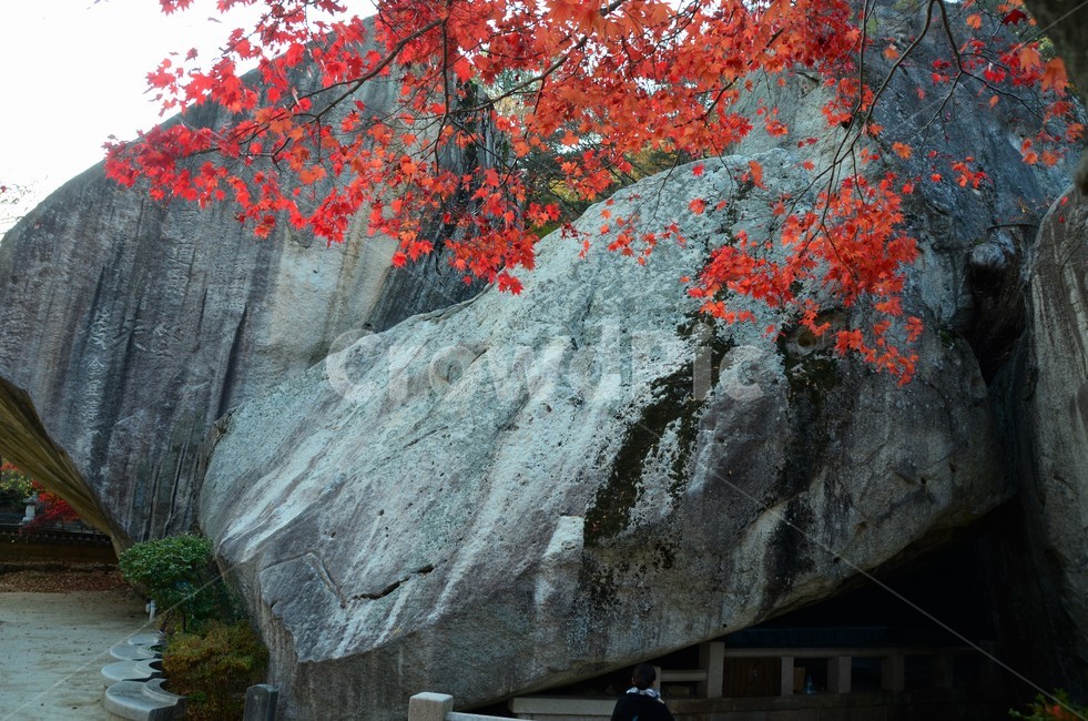 단풍,가을,가을단풍,단풍나무,나무,산,자연,fall,autumn,season,가을,계절,fall,autumn,season,leaf,잎,plant,식물