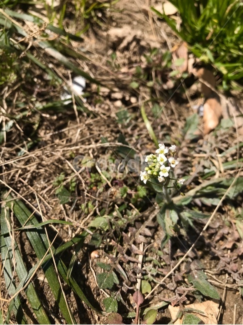 plant,식물,blossom,꽃,flower