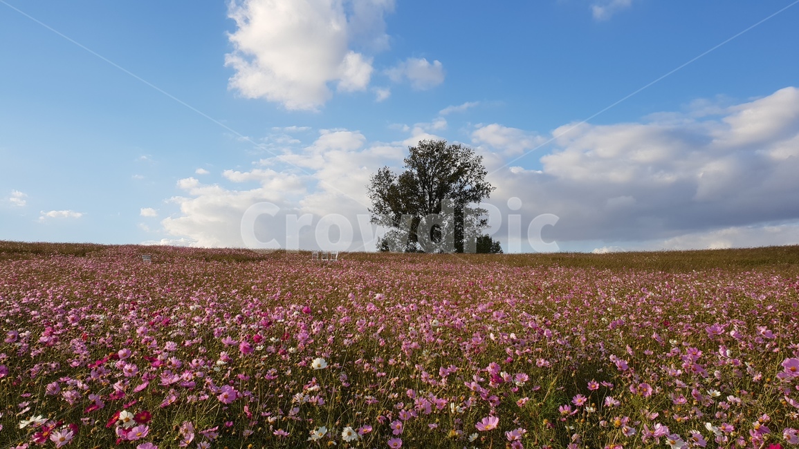 nature,자연,outdoors,옥외,farm,들,field,목초지,grassland,농장,countryside,한지방,rural,농촌,가을,코스모스,언덕,자연,풍경,nature,landscape