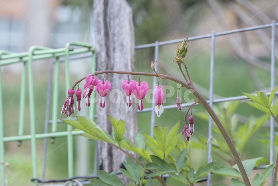 금낭화,봄,봄꽃,하트,분홍,꽃,핑크,식물,자연,plants,nature,꽃,flower