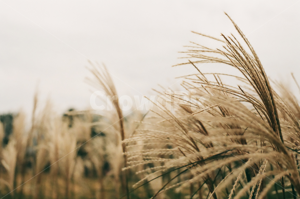 가을,흐린날,갈대,억새,자연,가을,계절,fall,autumn,season,plant,식물,grass,잔디,lawn
