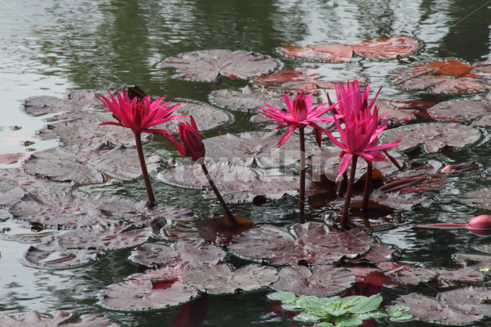 연,수련,꽃,식물,waterlily,식물,자연,plants,nature,꽃,flower