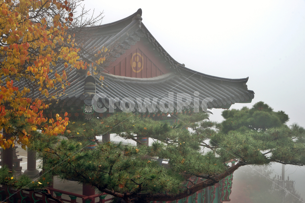 사찰,운무,안개,범종각,범종루,가을,산사,낙엽,단풍