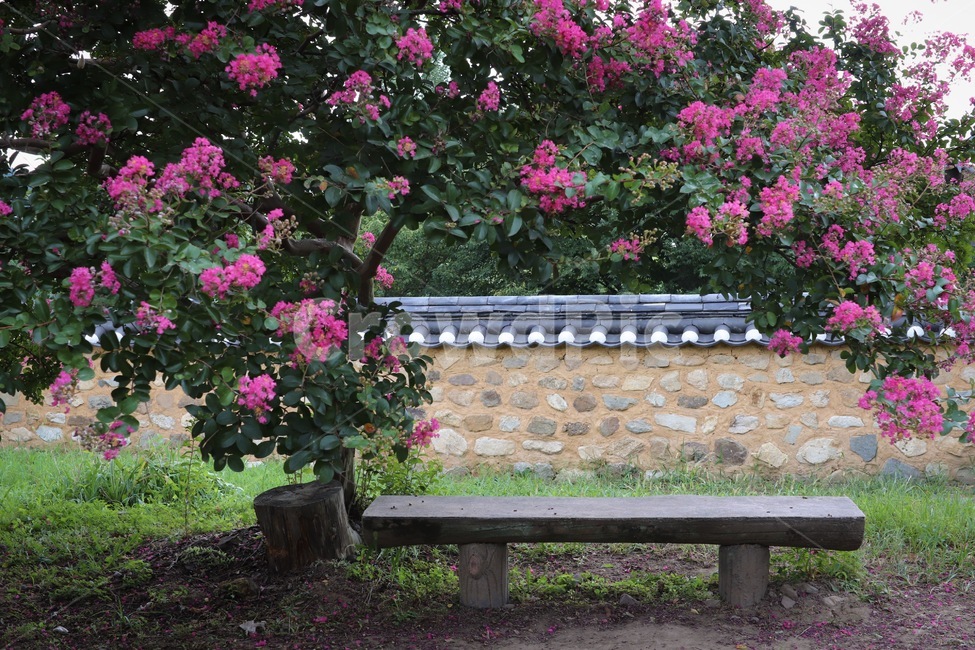 배롱나무,하목정,꽃,여름,식물,배롱,벤치,bench,식물,자연,plants,nature,꽃,flower,나무,trees,wood