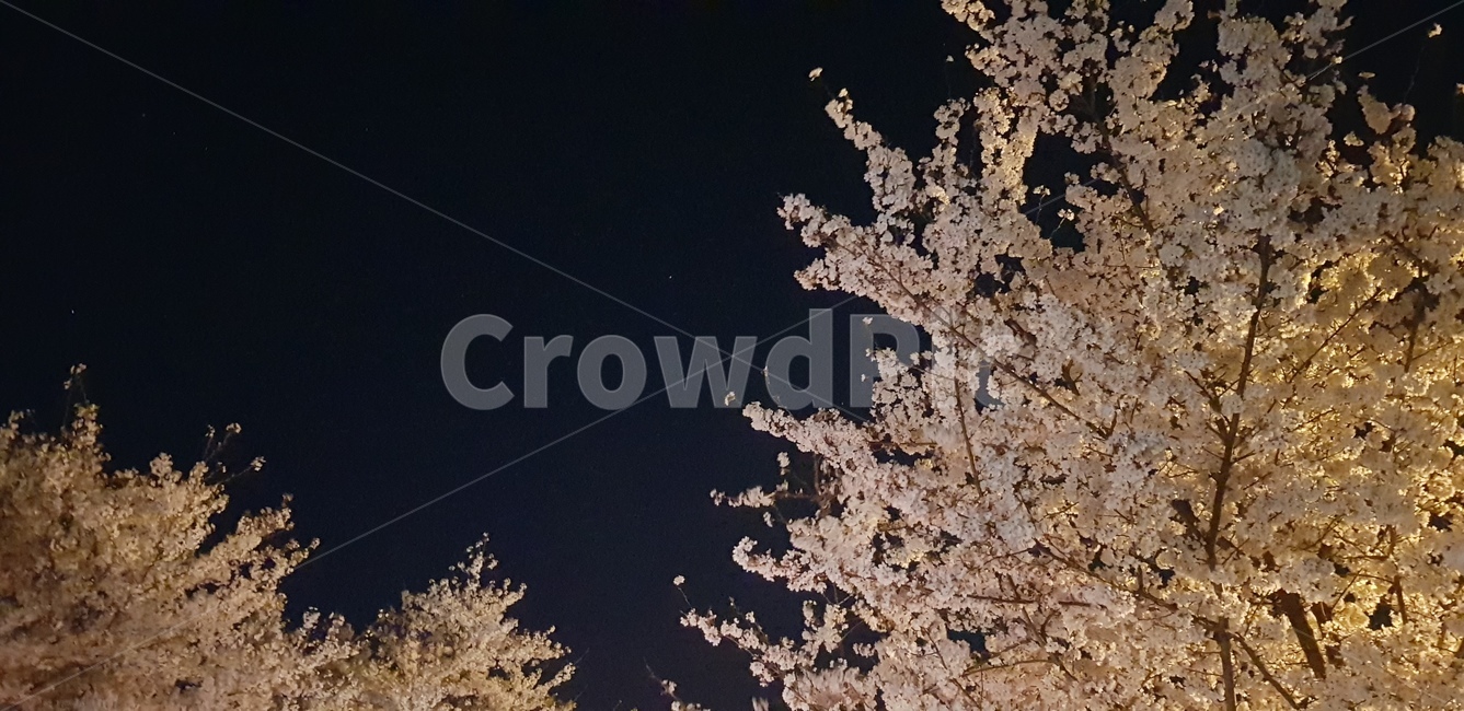 벚꽃,밤,꽃,봄,하늘,자연,풍경,핑크,검정,야경,어두운,봄,계절,spring,season,야경,밤,풍경,nightscape,night,landscape,plant,식물,cherry blossom,blossom,flower
