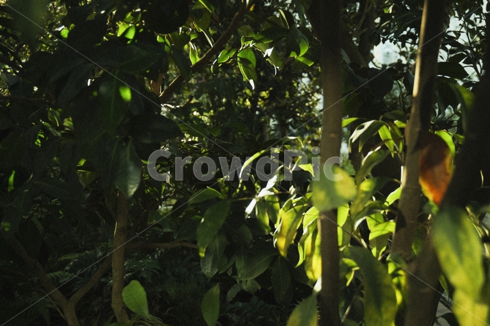 나무,식물,숲,식물원,초록,green,tree,자연,nature,plant,plants,빛,light,연두,yellowgreen,잎사귀,잎,leaf,나뭇잎,식물,자연,plants,nature,감성,sensible,feeling,휴식,힐링,rest,relaxation,healing