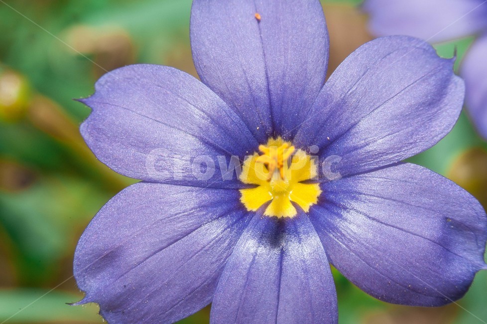 plant,식물,flower,꽃,blossom,geranium,들꽃,식물,자연,plants,nature,꽃,flower