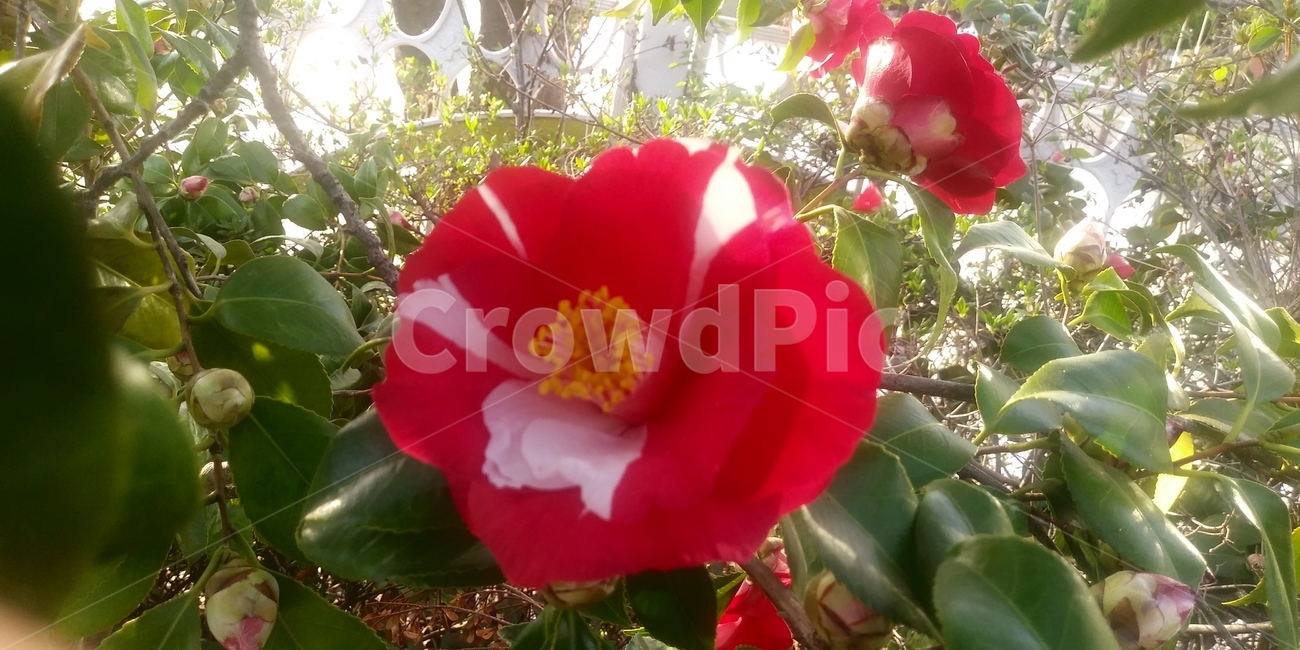flower,꽃,식물,동백,동백꽃,투톤꽃,투톤동백,투톤동백꽃,믹스동백,믹스동백꽃,식물,자연,plants,nature,꽃,flower