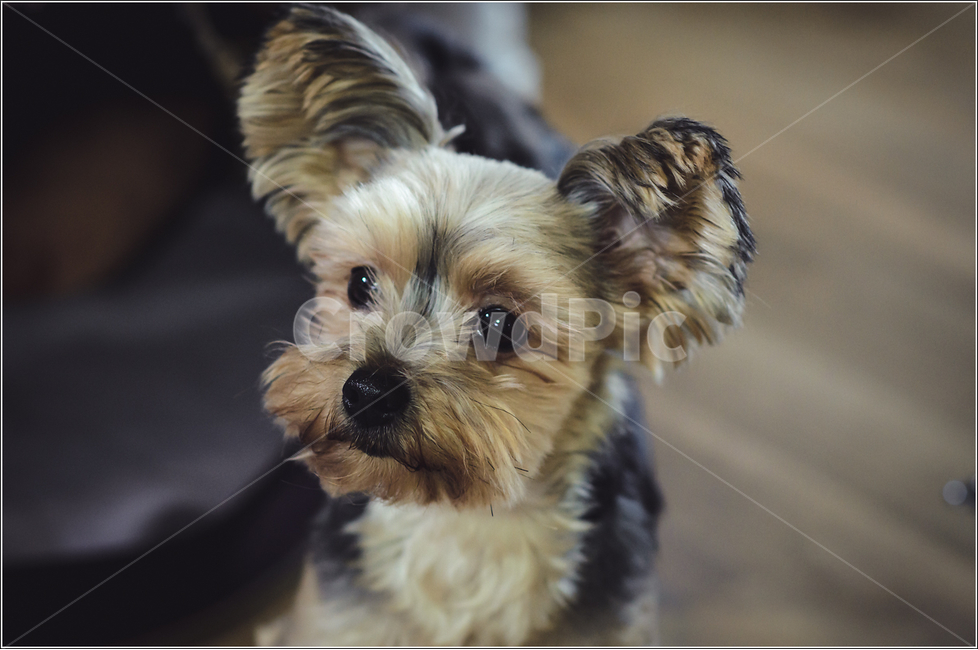 실키테리어,silkyterrier,강아지,애완견,개,동물,animal,포유류,mammal,개,강아지,dog,doggy
