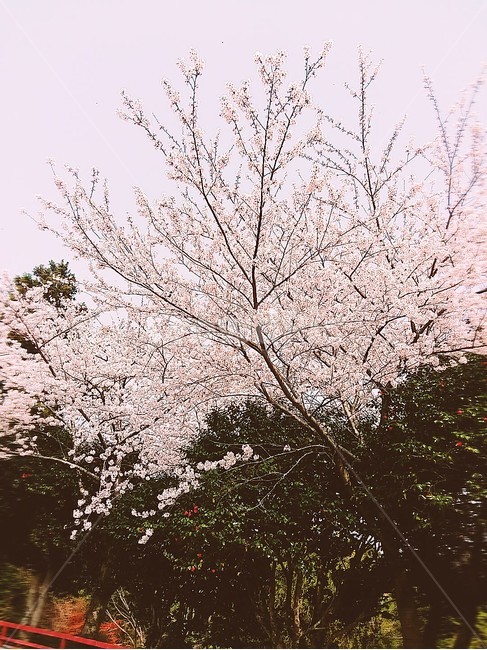 봄,핑크,분홍,벛꽃,벚나무,4월,cherryblossom