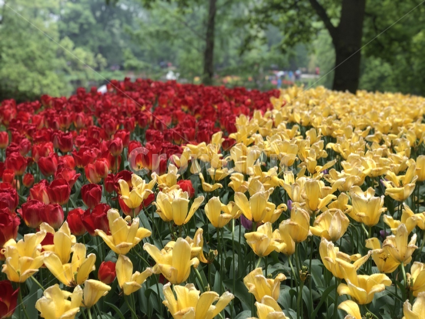 튤립,꽃,튤립축제,꽃축제,네덜란드,튤립페스티발,꽃박람회,꽃페스티발,자연