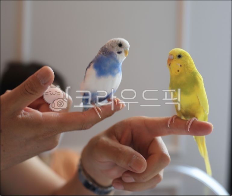 새, 앵무새, 동물, bird, animal, 사진,이미지,일러스트,캘리그라피 - 미리내작가
