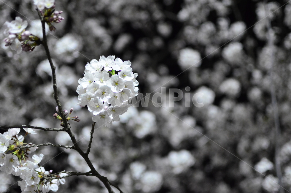 봄,벚꽃,나무,핑크,벚꽃나무,봄,계절,spring,season,식물,자연,plants,nature,꽃,flower,plant,blossom