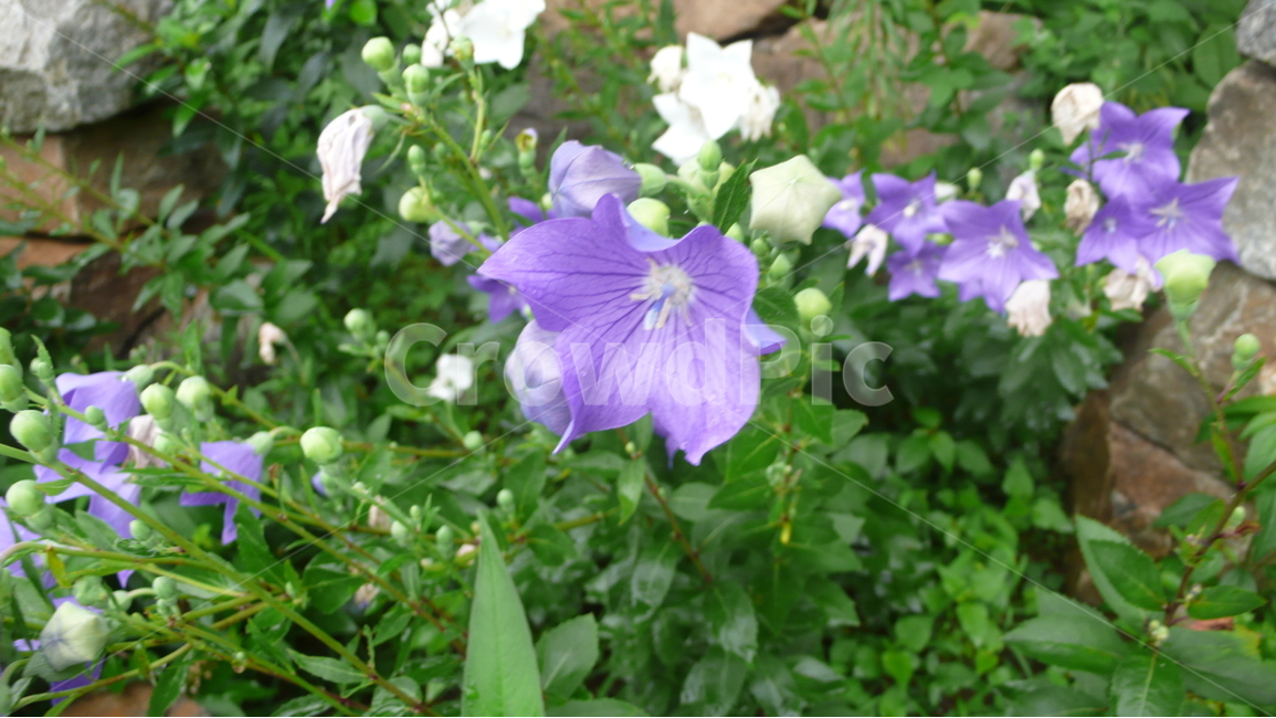 도라지꽃,도라지,약초,꽃,자연,식물,식물,자연,plants,nature,꽃,flower