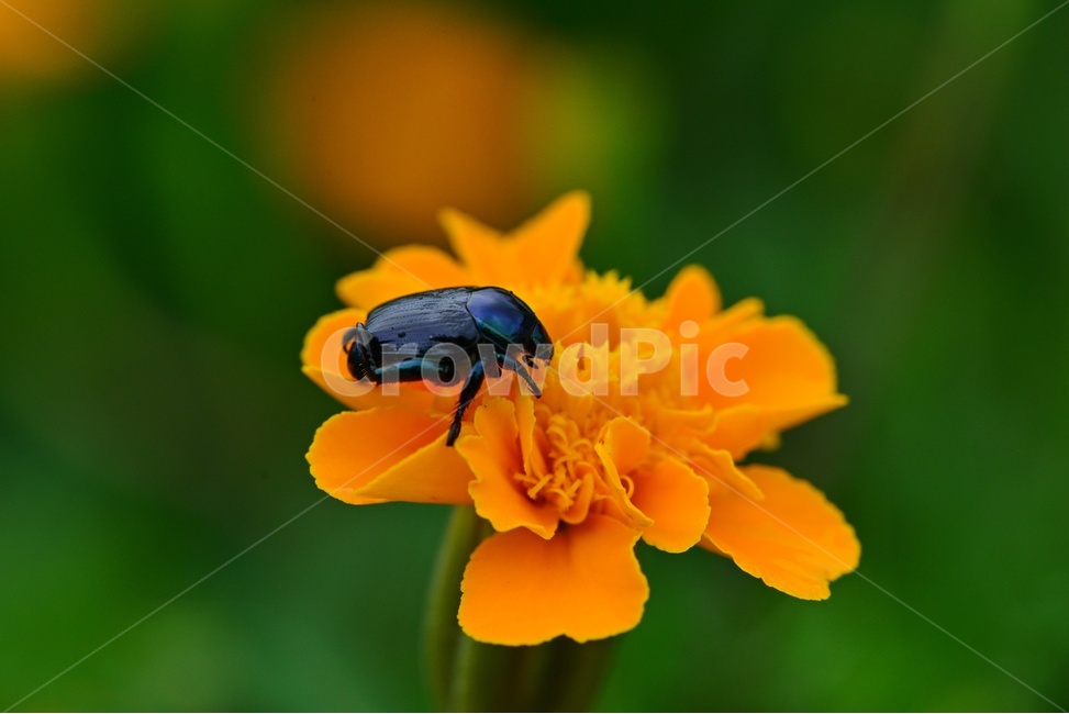 insect,곤충,plant,식물,invertebrate,무척추동물,animal,동물,꽃