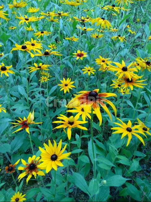 루드베키아,coneflower,노란색꽃,식물,천인국