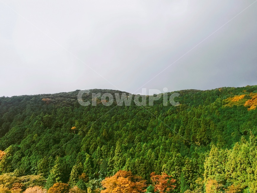 자연,산,나무,초록,숲,자연,풍경,nature,landscape