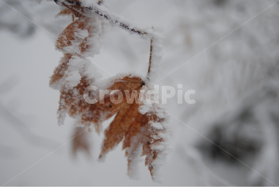 눈,눈꽃,겨울,잎사귀,자연,겨울,계절,winter,season