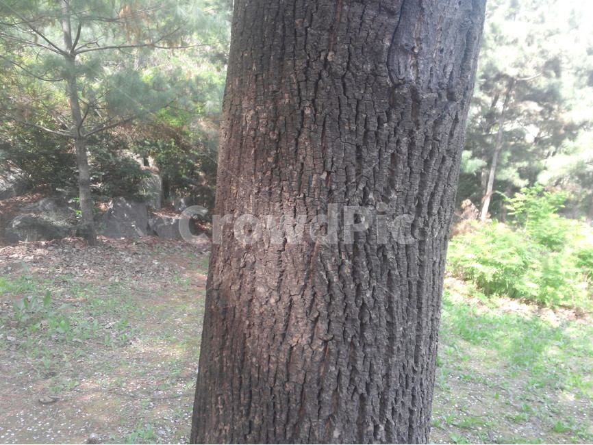 나무,껍질,식물,공원,숲,식물,자연,plants,nature,나무,trees,wood