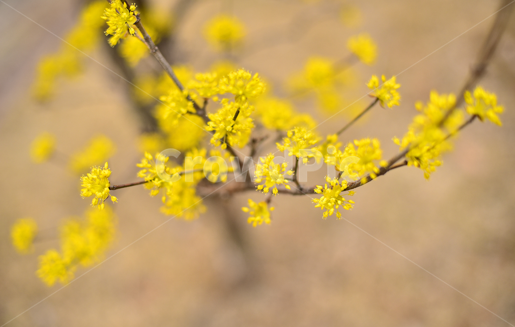 산수유,봄꽃,노랑꽃,계절,시즌,나무꽃,season,blossom,꽃,flower,식물,plant,옐로우,노랑색,yellowflowers,야외,옥외,아웃도어,배경,바탕,백그라운드,봄,계절,spring,season