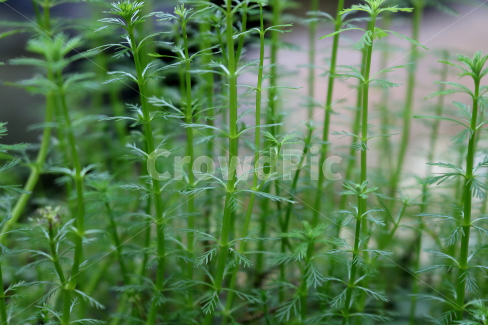 물수세미,수세미,식물,수생식물,개미탑과,자연,식물원,식물,자연,plants,nature