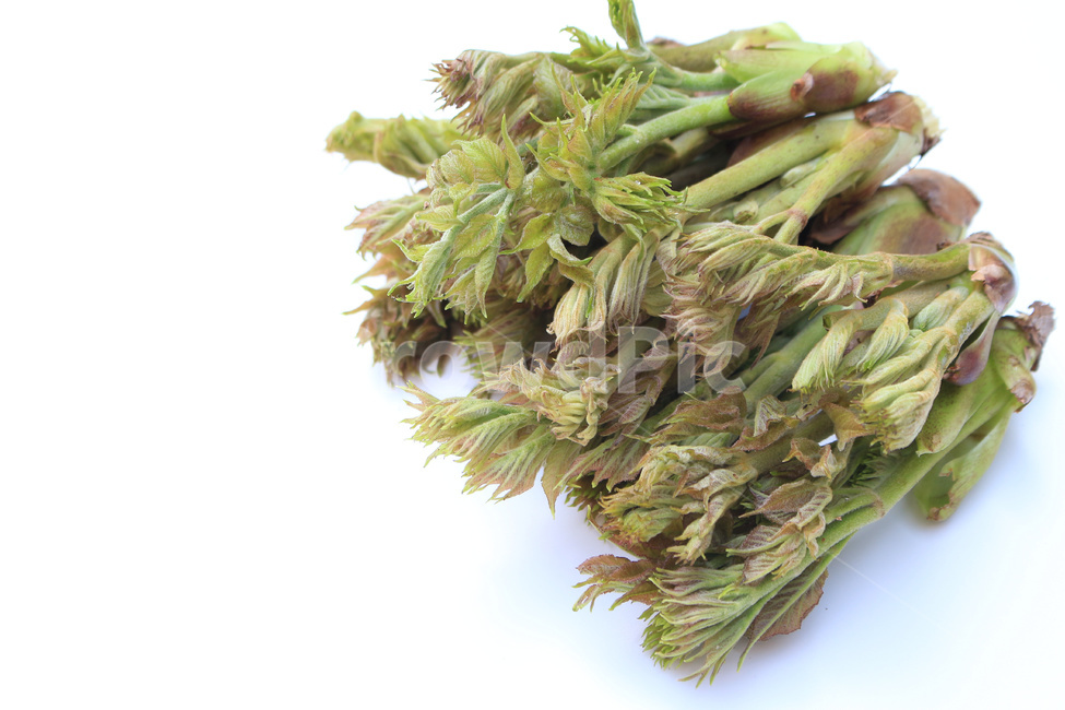 참두릅,산나물,임산물,두릅나무,두릅순,약용식물,채소,야채,vegetables