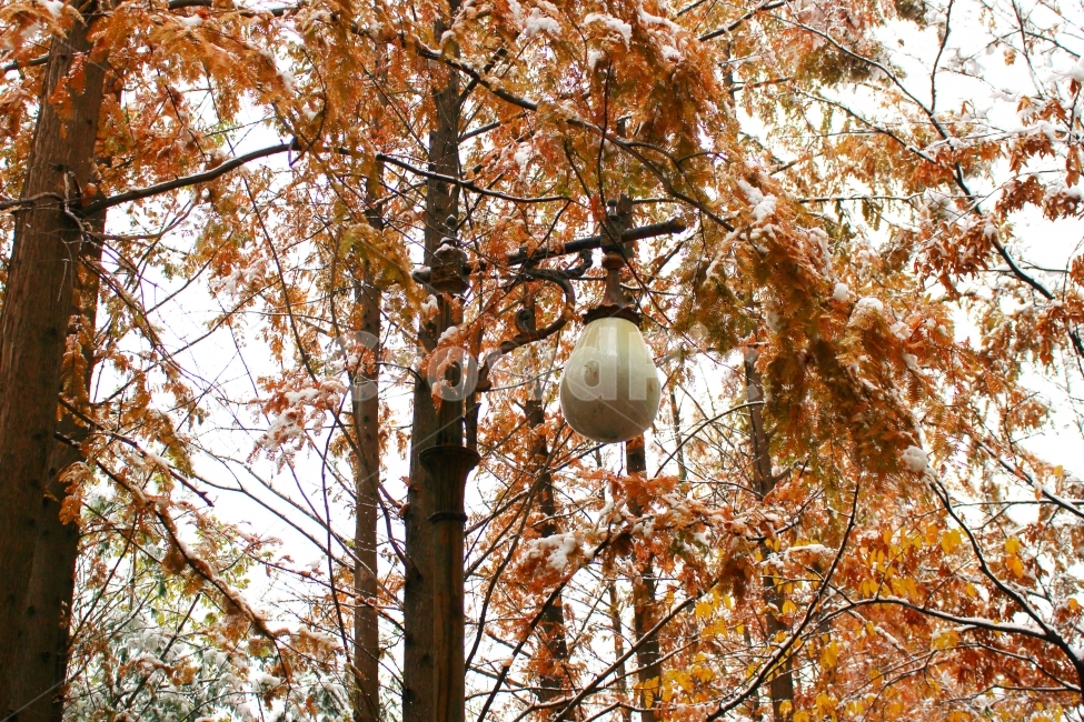가로등,가을,눈,감성사진,풍경사진,나무,가을,계절,fall,autumn,season,식물,자연,plants,nature,나무,trees,wood,tree,plant,leaf,잎
