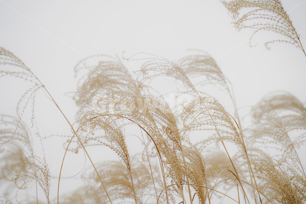 reed,갈대,plant,식물,lawn,가을,가을,계절,fall,autumn,season