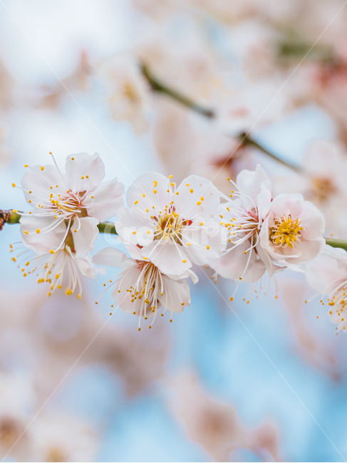매화,꽃,매화꽃,봄꽃,봄,봄날,봄,계절,spring,season,식물,자연,plants,nature,꽃,flower