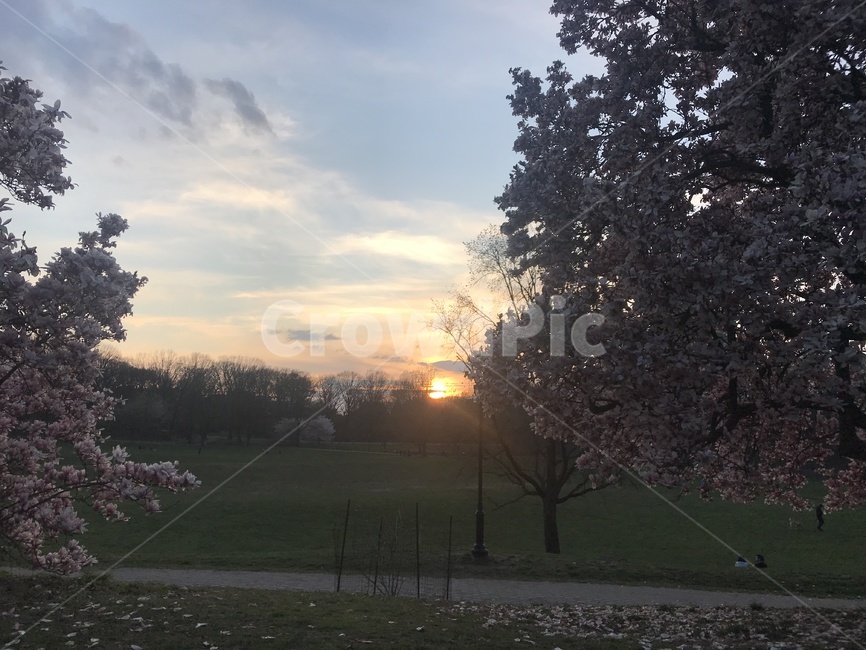 프로스펙트파크,해질녁,prospectpark,sunset,봄,풍경,spring,꽃,flower,sun,해,산책,walk,빛,light,식물,plant,감성