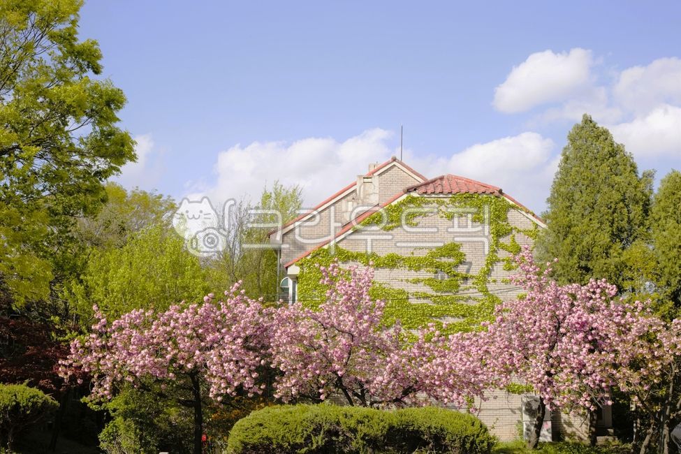 겹벚꽃,분홍벚꽃,벚꽃,봄벚꽃,벚나무,벚꽃나무,봄꽃,벚꽃축제,봄,꽃,꽃배경,집,나무,하늘