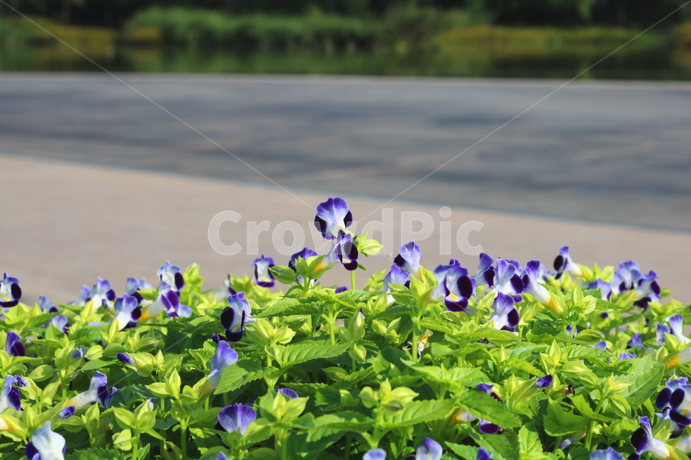 토레니아,꽃,토레니아꽃,식물,여름,가을,현삼과,꽃밭,식물,자연,plants,nature,꽃,flower