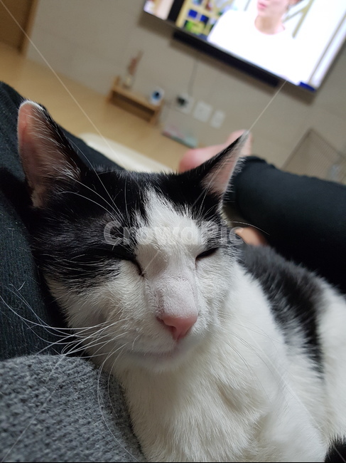 고양이,코숏,검정색,하얀색,꼬리,핑크,귀,cute,animal,cat,동물,animal,포유류,mammal,고양이,cat,kitten,kitty