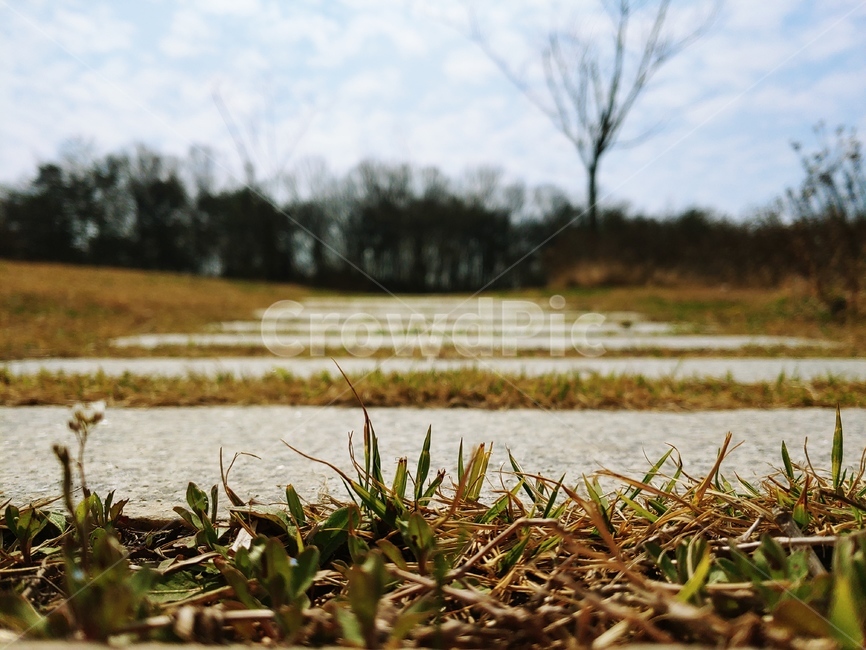 길,도로,풀밭,공원,돌길,식물,자연,plants,nature