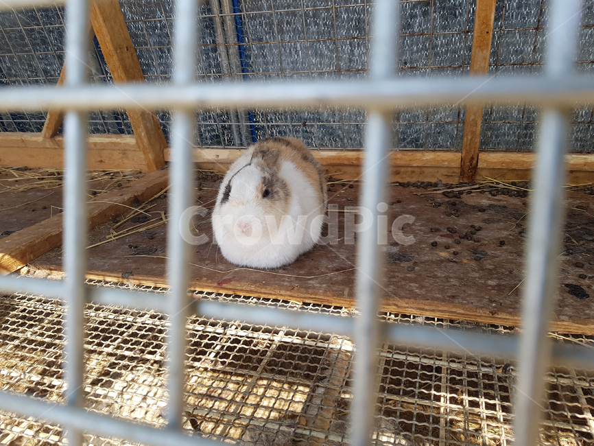 자연,토끼,동물,rabbit,animal
