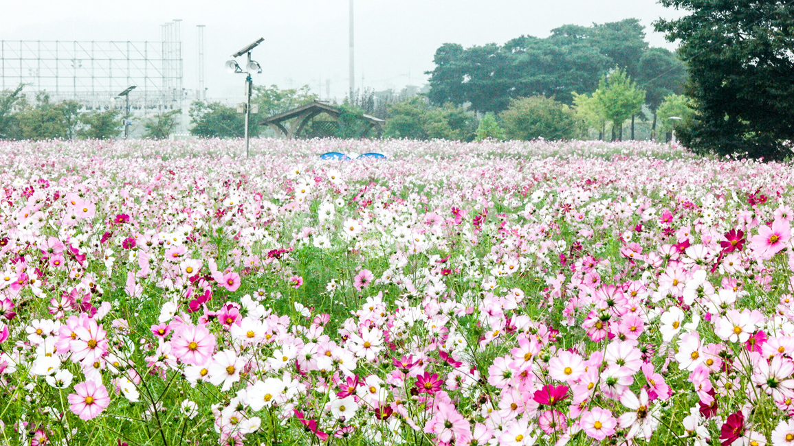 코스모스,구리코스모스,코스모스축제,코스모스꽃말,정원,꽃,가을,계절,fall,autumn,season,식물,자연,plants,nature,꽃,flower,outdoors,옥외