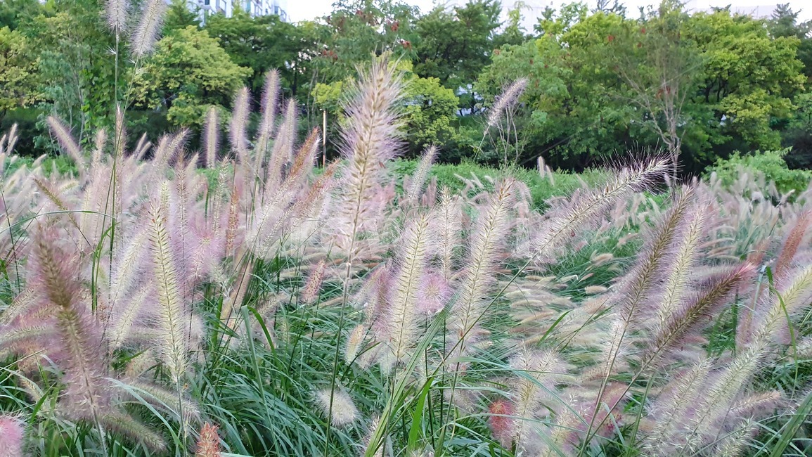 식물,배경,배경화면,경치,나무,식물,자연,plants,nature