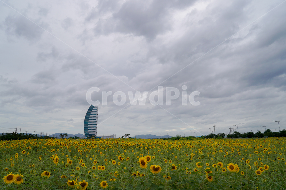 해바라기,흐린날,여름꽃,sunflower,flower,구름,자연,풍경,nature,landscape,field,들,outdoors,옥외,grassland,목초지