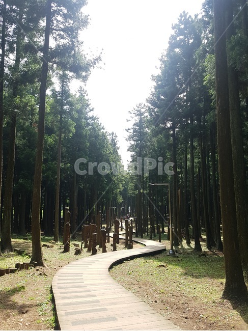 숲속,제주도,피톤치드,힐링,자연,숲,나무,숲길,길,산책,산책로