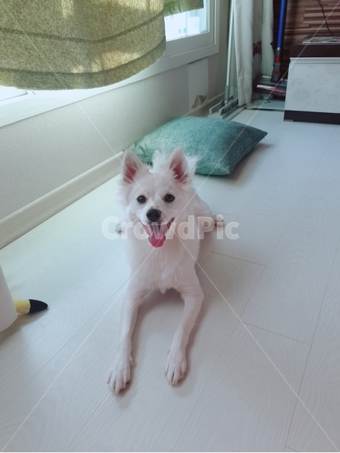 강아지,애기,멍멍이,댕댕이,새끼강아지,애견,발바닥,애교,동물,animal,포유류,mammal,개,강아지,dog,doggy