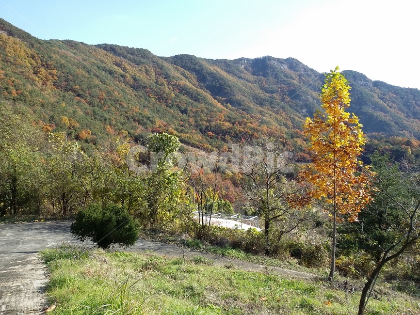 tree,나무,plant,식물,nature,자연,가을,계절,fall,autumn,season,식물,자연,plants,nature,나무,trees,wood