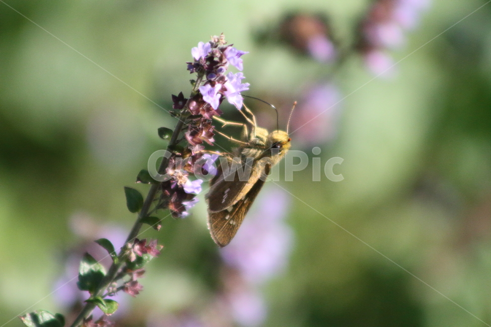 산박하,꽃,식물,꽃나방이,inflexedrabdosia,나방,박각시,동물,animal,곤충,벌레,insect,bug