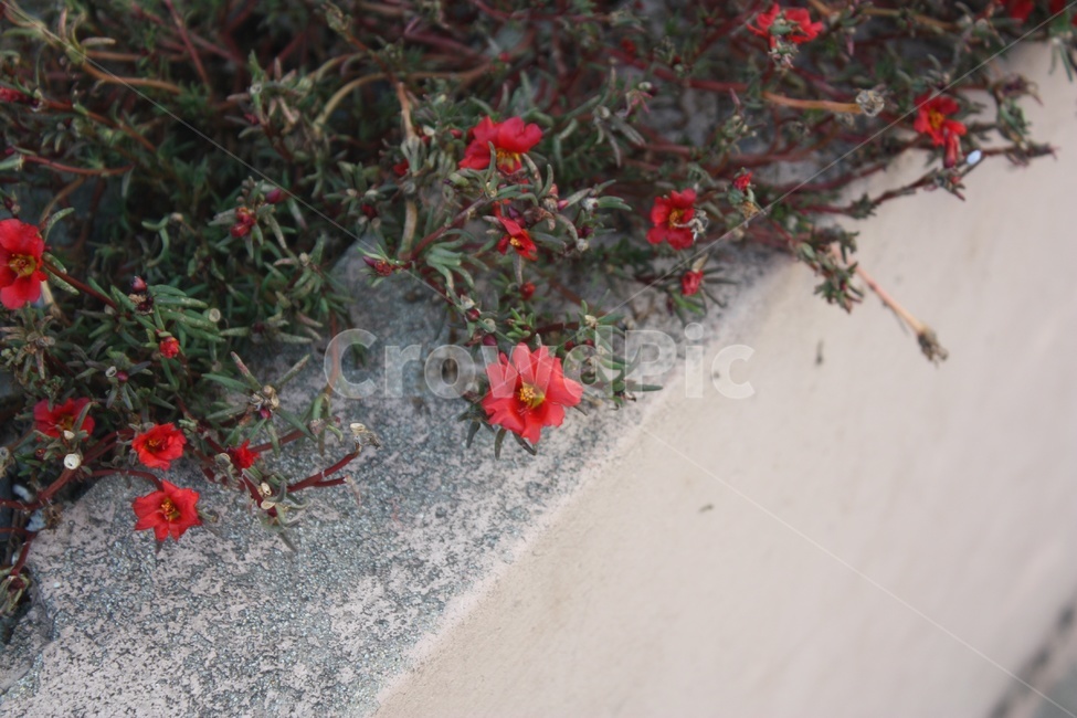 식물,plant,빨간꽃,flower,꽃,빨간색,풀,정원,식물,자연,plants,nature,꽃,flower