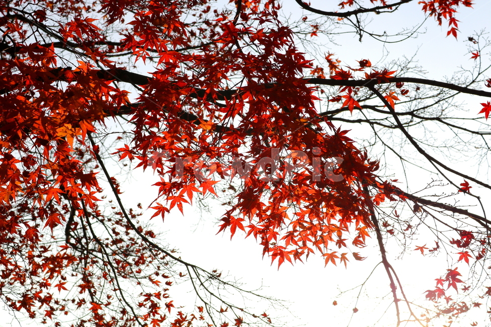 단풍,단풍나무,나무,가을,자연,가을,계절,fall,autumn,season,식물,자연,plants,nature,leaf,잎,plant,tree,maple