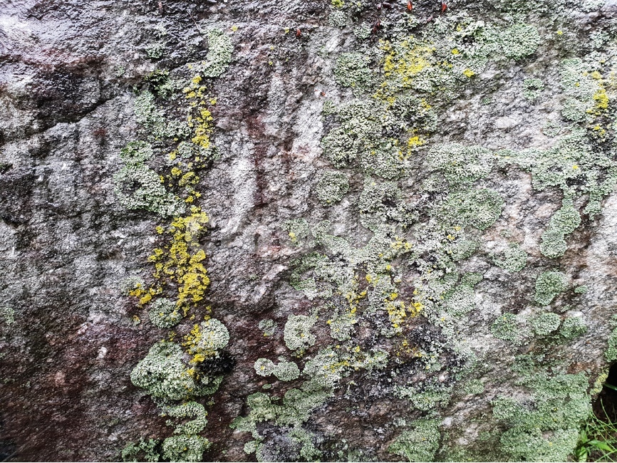 이끼,자연,식물,바위,배경,moss,nature,flora,rock,background,자연,풍경,nature,landscape,록