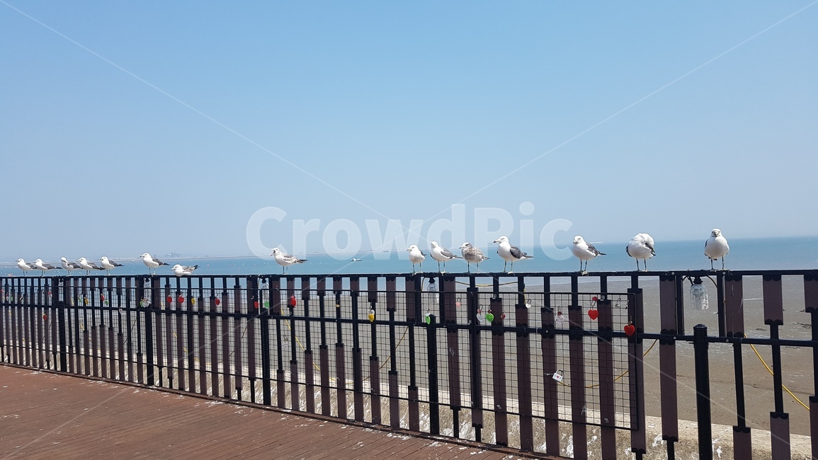 갈매기,행담도,바닷가,새,gull