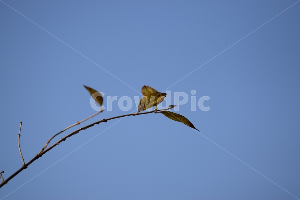 가을,낙엽,추위,외로움,고독,가을,계절,fall,autumn,season,식물,자연,plants,nature,animal,동물,bird,새,veins,정맥,plant,leaf,잎