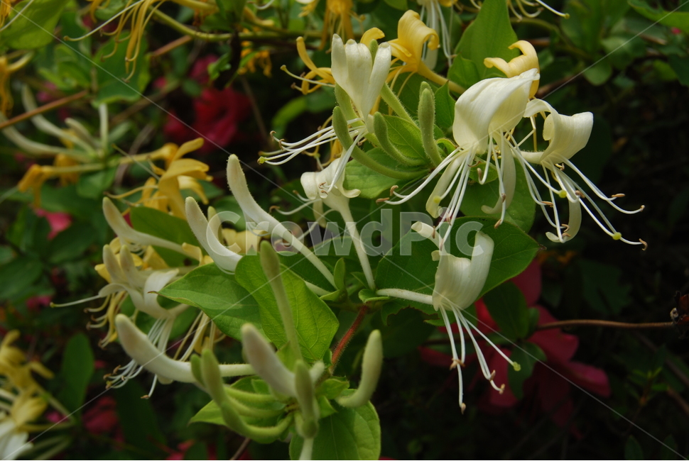 축령산,휴양림,자연,봄,탐방로,식물,자연,plants,nature,꽃,flower
